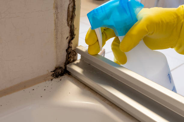 Best Bathroom Mold Remediation in Davison, MI