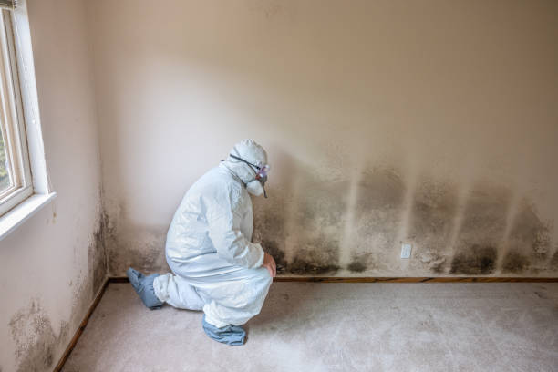 Best Localized Mold Remediation (e.g., coastal areas, humid climates) in Davison, MI