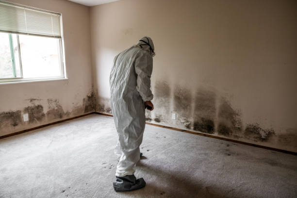 Best Industrial Mold Remediation in Davison, MI